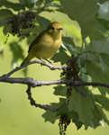 Yellow Warbler 7099